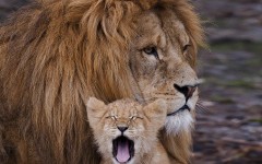 Desktop image. Animals. ID:56821