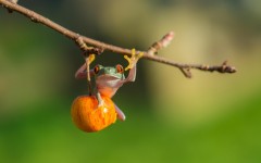 Desktop image. Animals. ID:56822