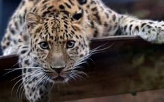 Desktop image. Animals. ID:36060
