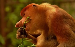 Desktop image. Animals. ID:56839