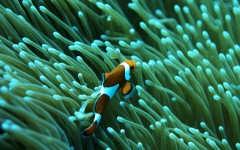 Desktop image. Animals. ID:36062