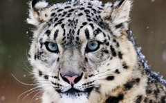 Desktop image. Animals. ID:36064