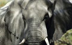 Desktop image. Animals. ID:36065