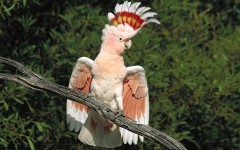 Desktop image. Animals. ID:36066