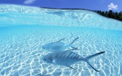 Desktop image. Animals. ID:36067