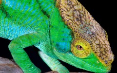 Desktop image. Animals. ID:36068