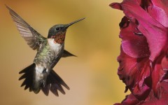Desktop image. Animals. ID:36069
