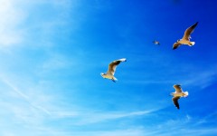 Desktop image. Animals. ID:36071