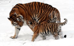 Desktop image. Animals. ID:36072