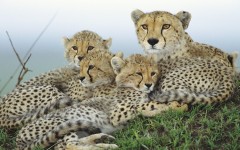 Desktop image. Animals. ID:36073