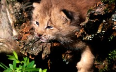 Desktop image. Animals. ID:36074