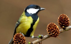 Desktop image. Animals. ID:36075