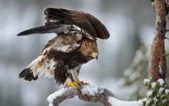 Desktop image. Animals. ID:56743