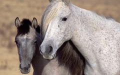 Desktop image. Animals. ID:36077