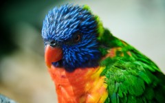 Desktop image. Animals. ID:36078