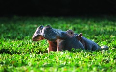 Desktop image. Animals. ID:36079