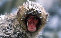 Desktop image. Animals. ID:36080