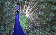 Desktop image. Animals. ID:36081