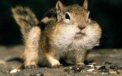 Desktop image. Animals. ID:36082