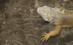 Desktop image. Animals. ID:36083