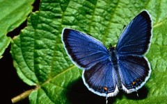 Desktop image. Animals. ID:36084