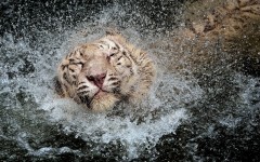 Desktop image. Animals. ID:56816
