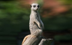 Desktop image. Animals. ID:36086