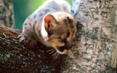 Desktop image. Animals. ID:36087
