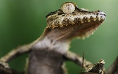 Desktop image. Animals. ID:36088