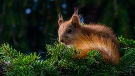 Desktop image. Animals. ID:95355