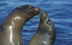 Desktop image. Animals. ID:36091