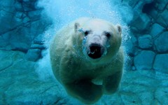 Desktop image. Animals. ID:36092