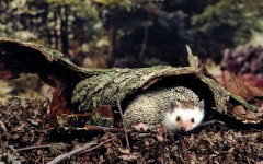 Desktop image. Animals. ID:36093