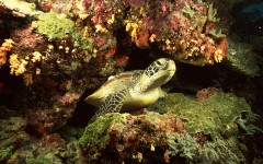 Desktop image. Animals. ID:36094