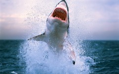 Desktop image. Animals. ID:36095