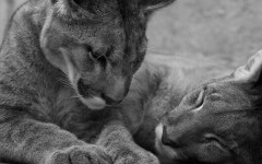 Desktop image. Animals. ID:36096