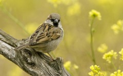 Desktop image. Animals. ID:36097