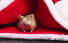 Desktop image. Animals. ID:36098