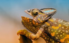 Desktop image. Animals. ID:56792