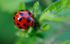 Desktop image. Animals. ID:36100