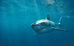 Desktop image. Animals. ID:36101