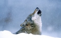Desktop image. Animals. ID:36102