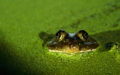 Desktop image. Animals. ID:36103