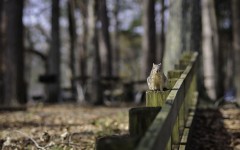 Desktop image. Animals. ID:56842