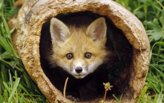 Desktop image. Animals. ID:36105