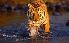 Desktop image. Animals. ID:36106
