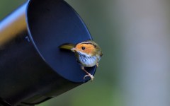 Desktop image. Animals. ID:56840