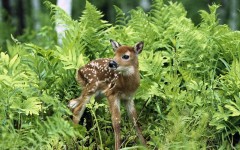 Desktop image. Animals. ID:36108