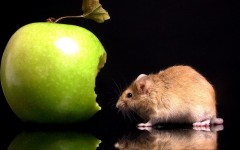 Desktop image. Animals. ID:36109
