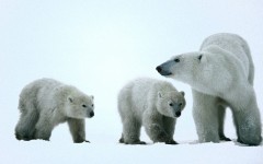 Desktop image. Animals. ID:36110